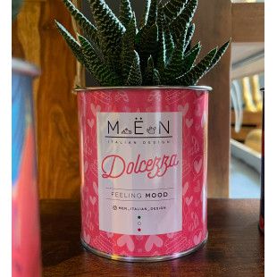 CACTUS MËN "DOLCEZZA"